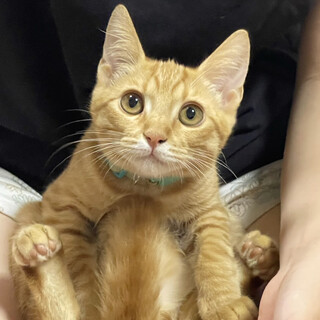 撫でるとゴロゴロイケニャン⭐️ひゅうが