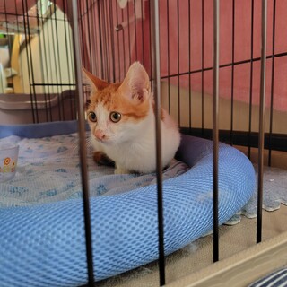 懐っこい子猫です