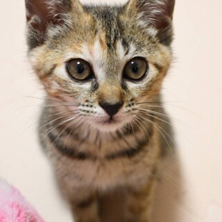 人慣れ◎甘えんぼの女の子