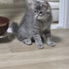 元気な子猫里親募集中 サムネイル2