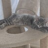 元気な子猫里親募集中 サムネイル3