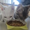 元気な子猫里親募集中 サムネイル5