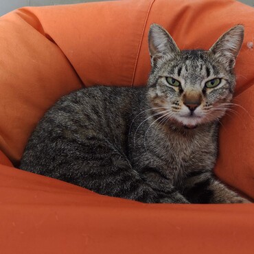 ステルス　そちらの世界で走り回ってる？