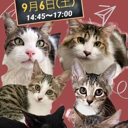 保護猫譲渡会＠亀有