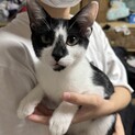 白黒ハチワレ　7ヶ月　男の子　かぐや君