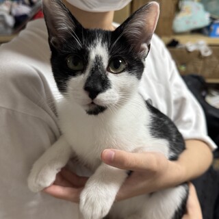 白黒ハチワレ　7ヶ月　男の子　かぐや君