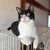 ★美人ハチワレ・メイちゃん！！ サムネイル7