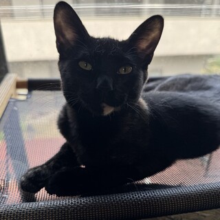 サビ　女の子　推定1歳　マチュ