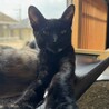 サビ　女の子　推定1歳　マチュ サムネイル2