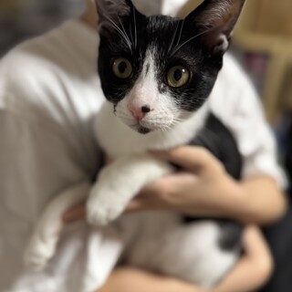 白黒ハチワレ　推定8ヶ月  男の子　ゆづき君