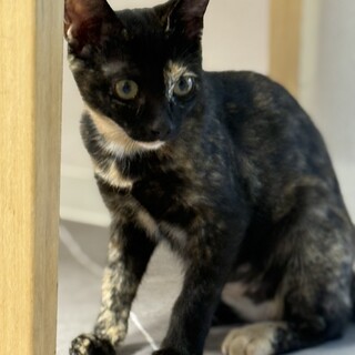 唯一無二の柄　可愛いサビちゃん