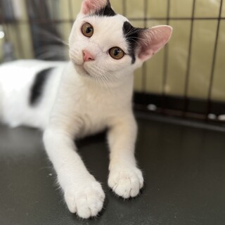 7か月　白黒　男の子　センゴク