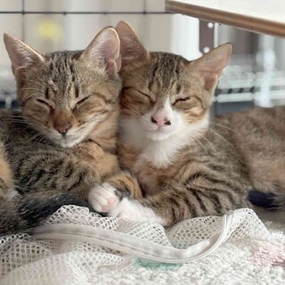 【10/5三田】毎日ころころ遊んでます元気兄弟