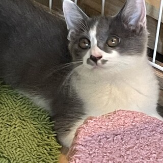 9/7譲渡会参加　ｸﾞﾚｰ白の男の子　レイ