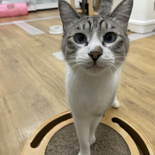 ブルーの瞳のフラン