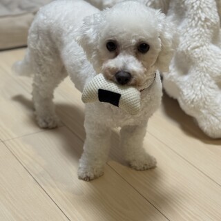 シャイだけど好奇心旺盛で活発なアネムちゃん