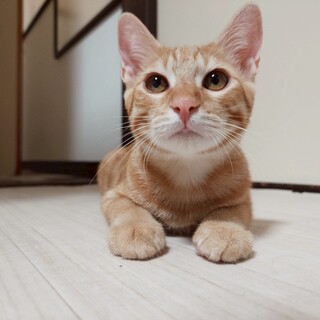 和菓子４兄妹  １番の甘えん坊♡　おこし♂