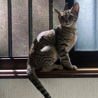 キジの男の子３ヶ月（のんくん）です。