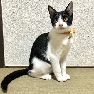 おっとり甘えん坊さん 【大阪市 4ヶ月】