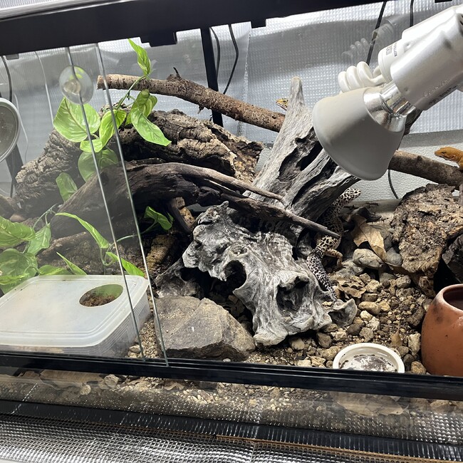 ジョージ78のカバー写真