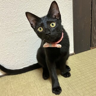 元気いっぱいの甘えん坊 【大阪市 4ヶ月】