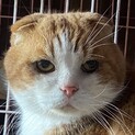 スコティシュの男の子