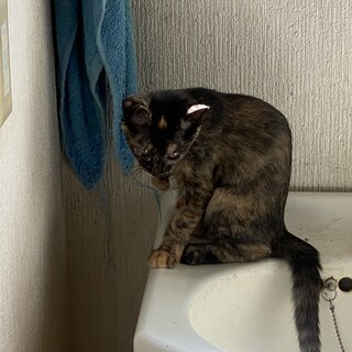 サビの女の子３ヶ月（さっちゃん）です。