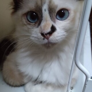 ジェリー・私可愛いよ、目はブルーです