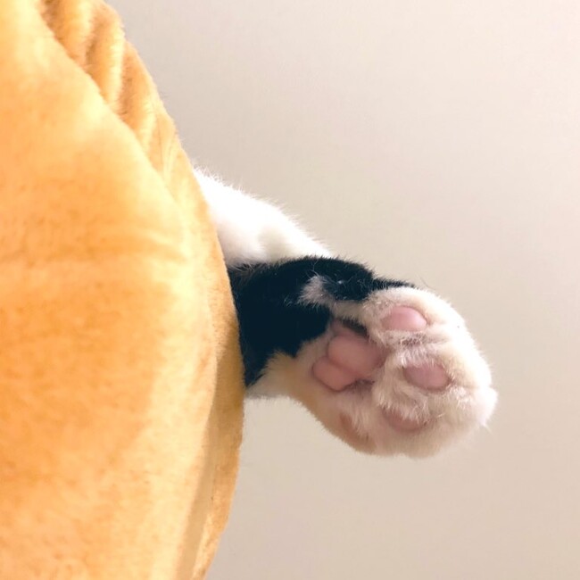 しまなおなおのカバー写真