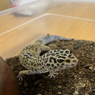 ヒョウモントカゲモドキの女の子