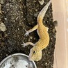 ヒョウモントカゲモドキの女の子 サムネイル2
