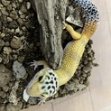 ヒョウモントカゲモドキの女の子