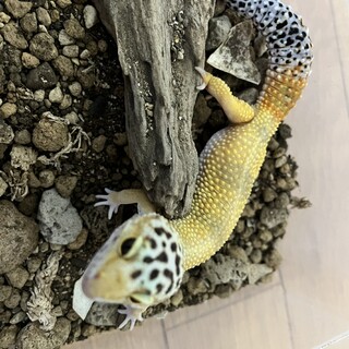 ヒョウモントカゲモドキの女の子