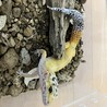 ヒョウモントカゲモドキの女の子 サムネイル2
