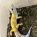 ヒョウモントカゲモドキの男の子