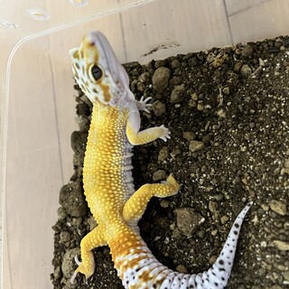 ヒョウモントカゲモドキの男の子