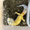 ヒョウモントカゲモドキの男の子 サムネイル2