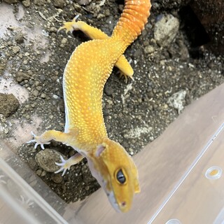 ヒョウモントカゲモドキの女の子