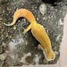 ヒョウモントカゲモドキの女の子 サムネイル2
