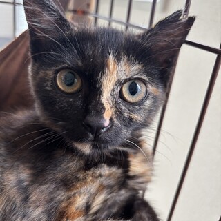 【美人サビ姉妹】クールビューティーガール