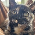 【美人サビ姉妹】プルプル大きな目の美猫