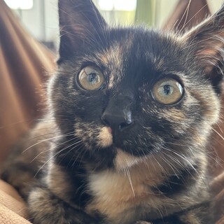 【美人サビ姉妹】プルプル大きな目の美猫