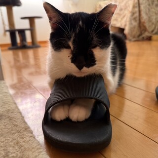 癒しのちょうすけ君！