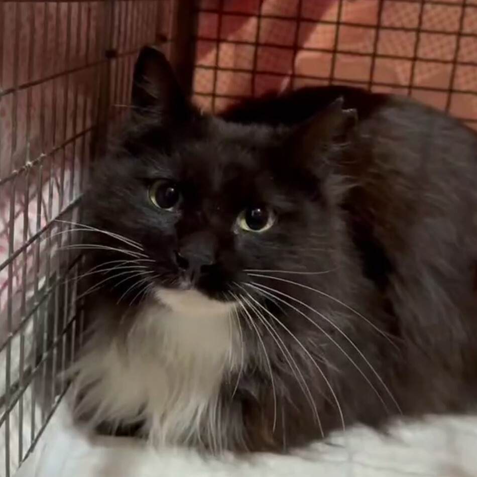 ＣＯＣＯ　ココのカバー写真