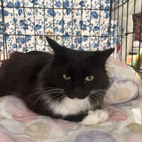 ＣＯＣＯ　ココ