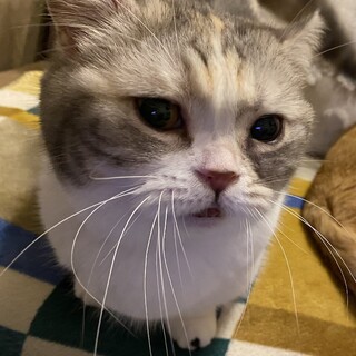 甘えん坊マンチカン[7歳女の子]