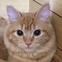 かなりのイケニャン☆茶トラのロゼ君！