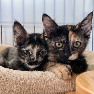 甘えんぼ長毛＆シャイ短毛　サビ柄姉妹