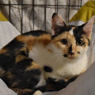 ありがとうです三毛猫ショショちゃん4ヶ月