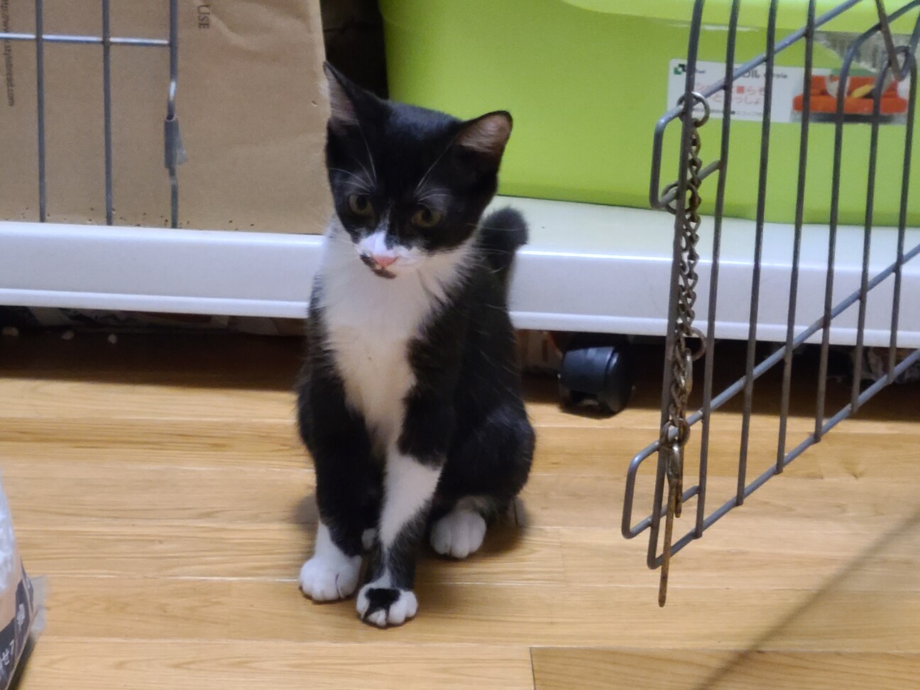 ふんばり親子猫　ハチワレ ハチワレ子猫」大阪府 - 猫の里親募集(500285) 1枚目の画像